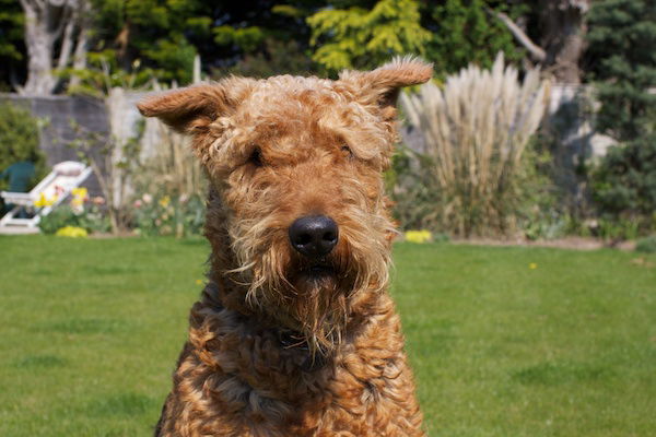 A picture of a Schnauzer in a green garden with the dog in the middle of the foreground being in focus 