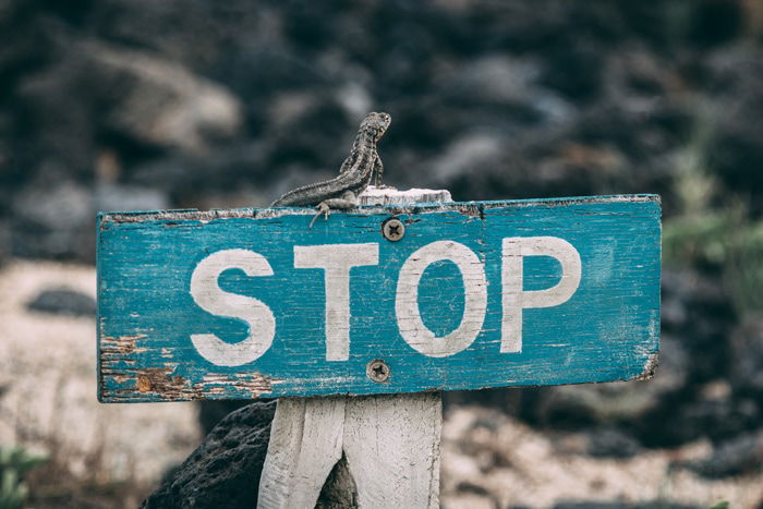 lizard resting on a stop sign