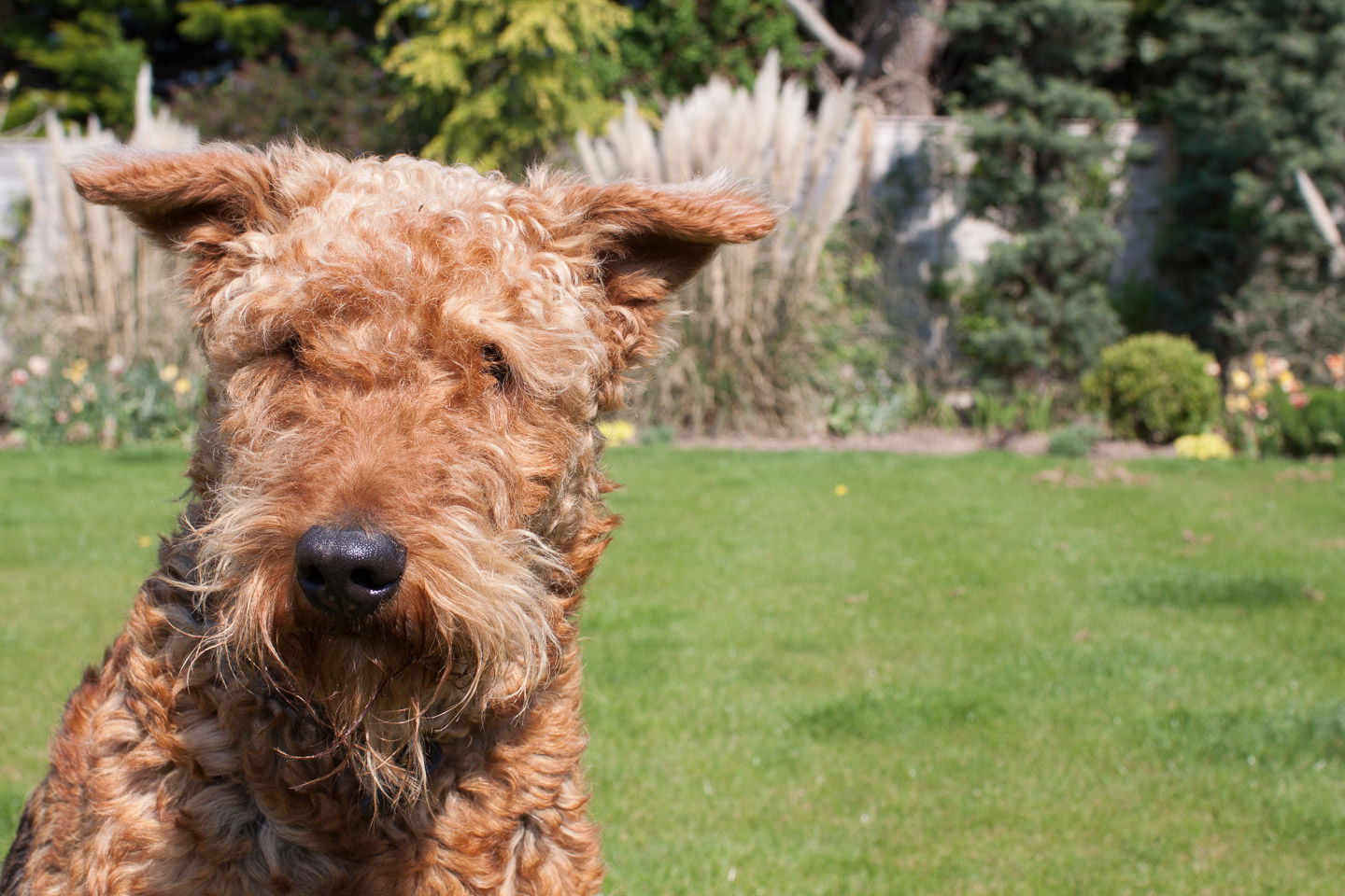 A close-up of a dog in a yard with an asymmetrical composition