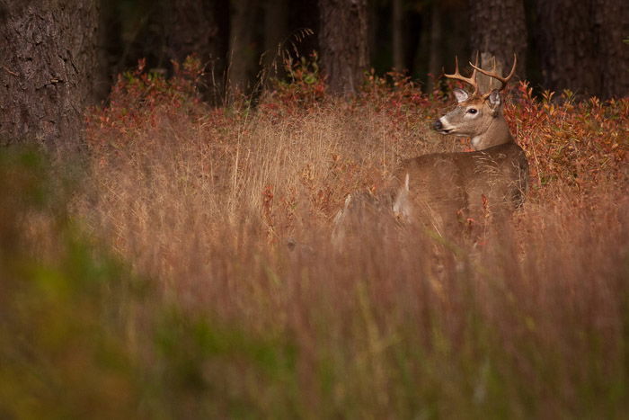 A wildlife photography portrait of a deer in a meadow