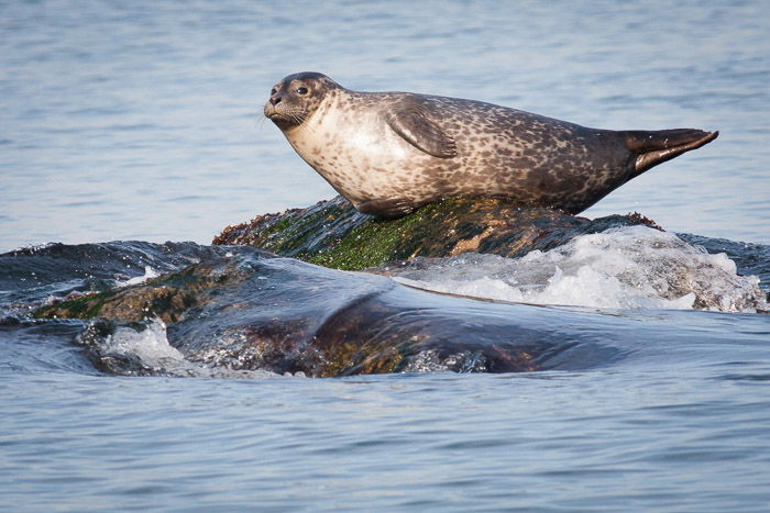 A wildlife photography portrait of a harbor seal resting on a rock