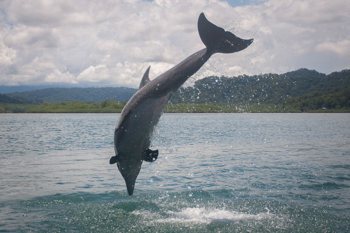 A wildlife photography portrait of a dolphin mid jump