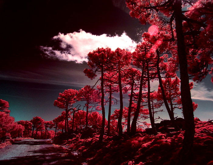 An eye-catching red and black landscape captured through infrared photography