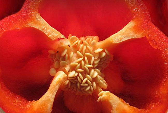 a close-up image of a pepper