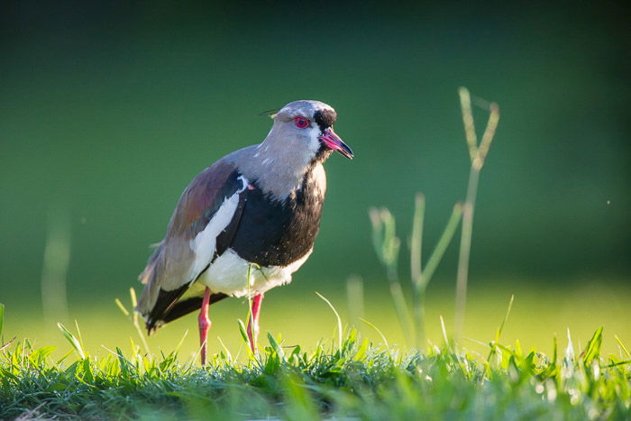 A shallow focus shot of a small grey and black bird in grass