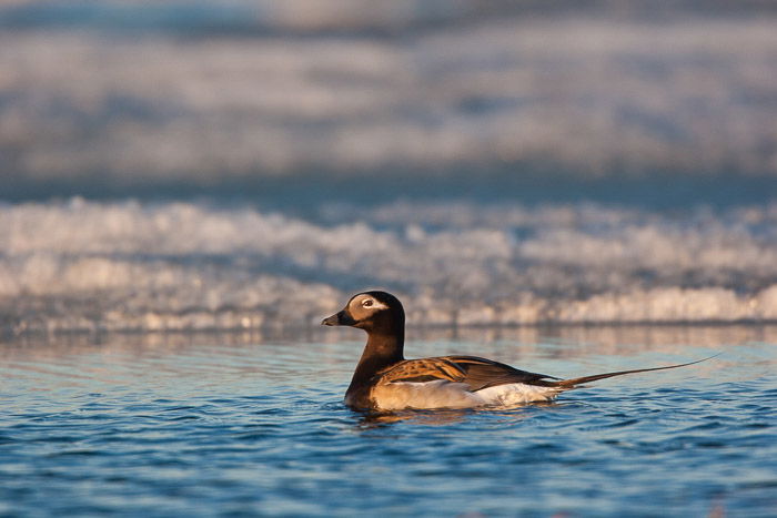 A sea bird floating on top of the water 