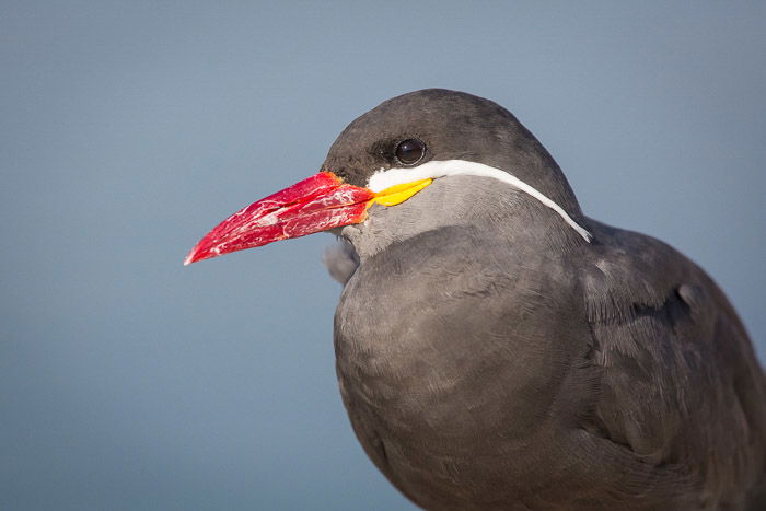 close-up of red-beaked bird