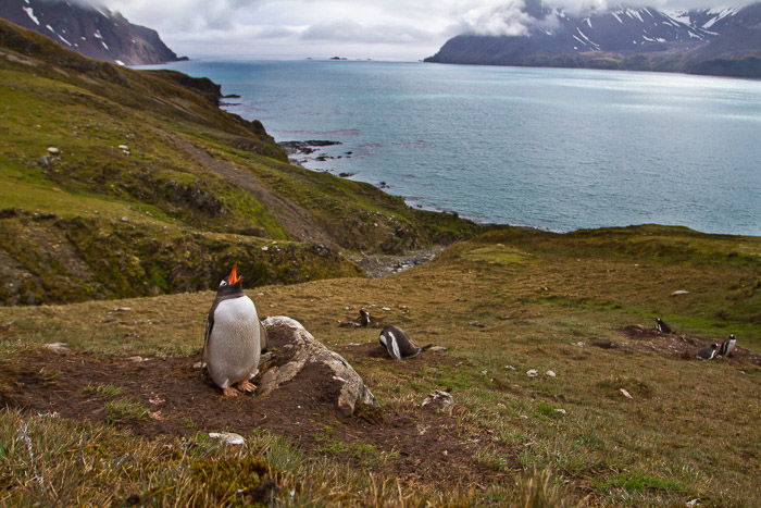 penguins in habitat with sea in background 