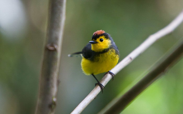 A small yellow and black bird sitting on branch