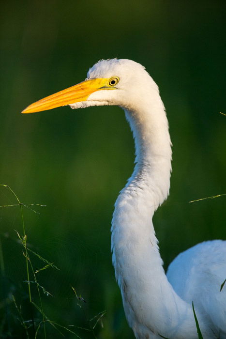 A shallow focus shot of yellow-beaked bird