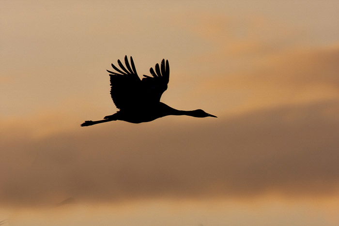 A silhouette picture of bird flying against a cloudy evening sky in low light