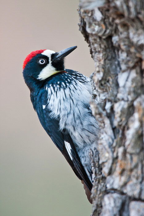 A black white and red feathered bird perched on a tree