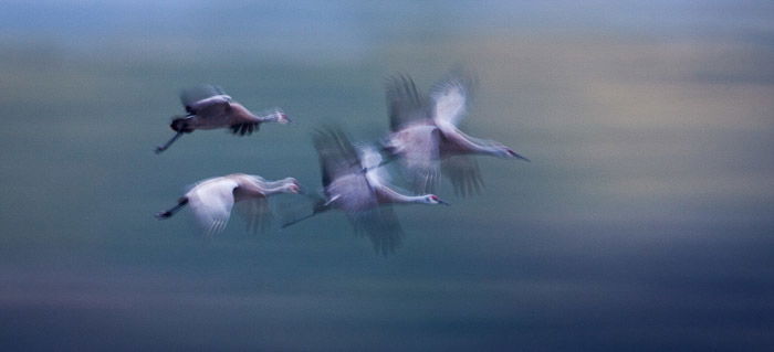 Four birds in mid flight with motion blur