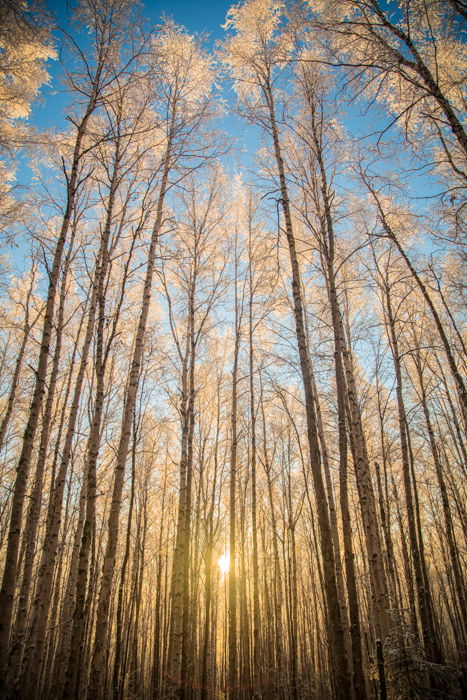 Forest photography with golden hour sunlight 