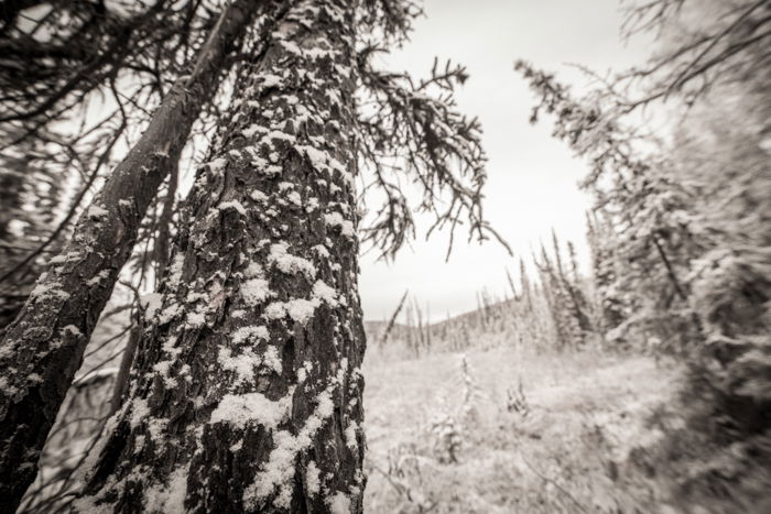 Forest photography of snow covered trees in black and white