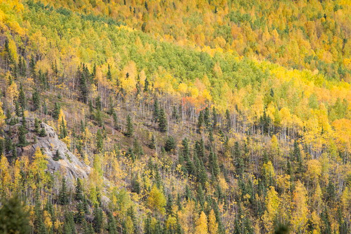 Forest photography of broad landscape view of tree-covered hillside