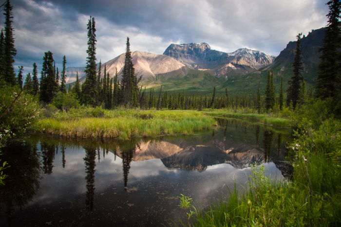 Forest photography featuring a broad landscape view of tree with mountain in background