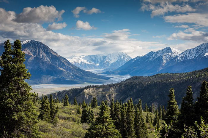 Landscape image with coniferous tree in the foreground and large mountains behind