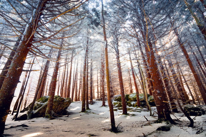 Dramatic Weather: textured cloudy sky seen from low angle through a forest in winter