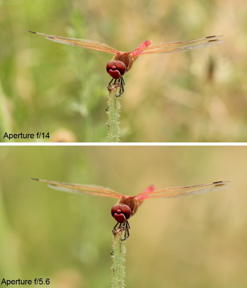 Settings for Macro Photography: Showing the difference in background blur between f/14 and f/5.6