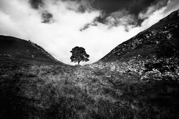 Black and white view looking up at small tree with white clouds in background from a distance