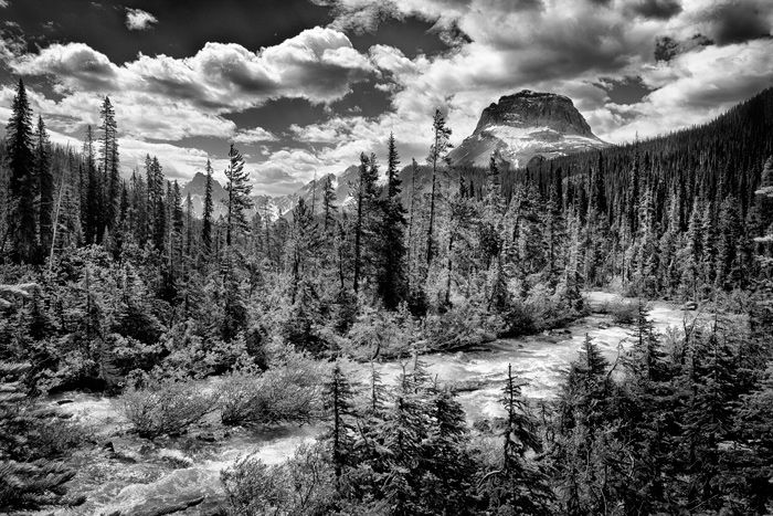 A grayscale view of sparse forest