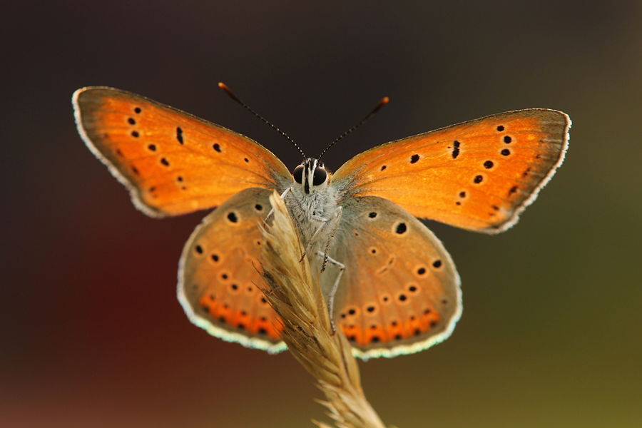 Settings for Macro Photography: Close-up image of orange butterfly