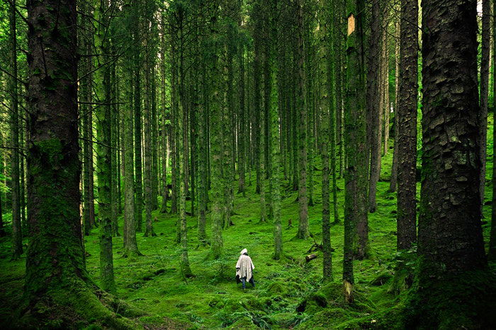 a person walking in a light filled forest