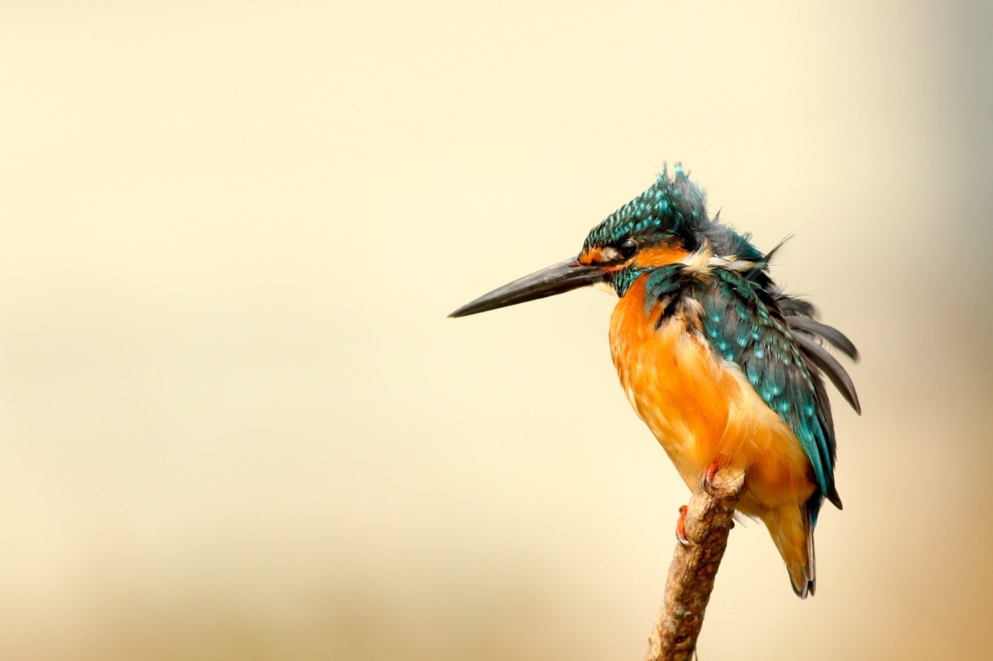 Settings for Macro Photography: Macro image of tiny bird on branch