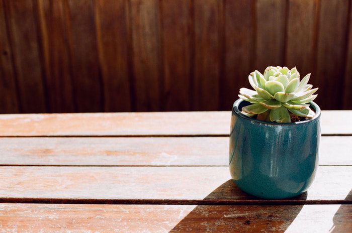 Photo of a potted plant on a wooden table