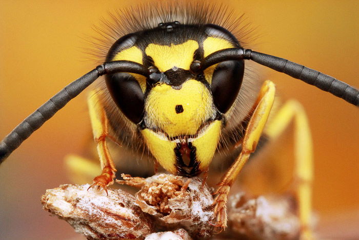 A close-up of a wasp's head and antennae taken with a macro lens.