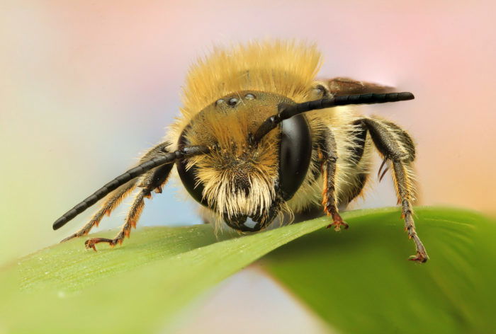 Reversed-lens photo of an insect standing on a leaf