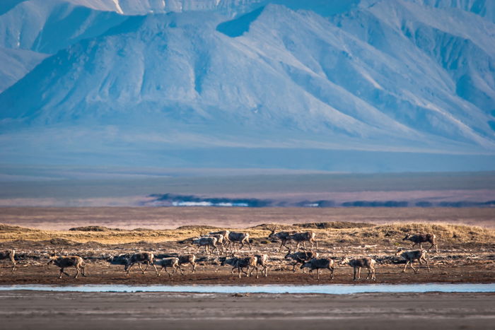 A herd of caribou migrating across Alaska