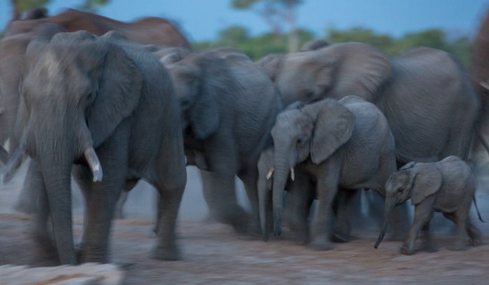 Herd of elephants in Botswana