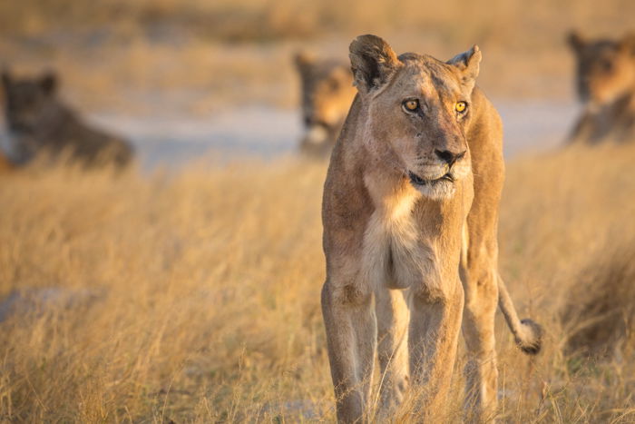 A lioness close-up in Botswana