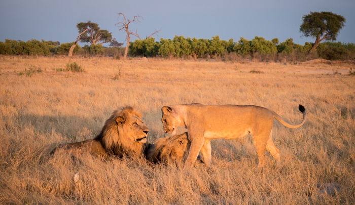 A pride of lions interacting in Botswana