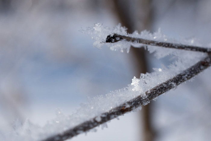 Ice crystals at macro zoom on a winter landscape.