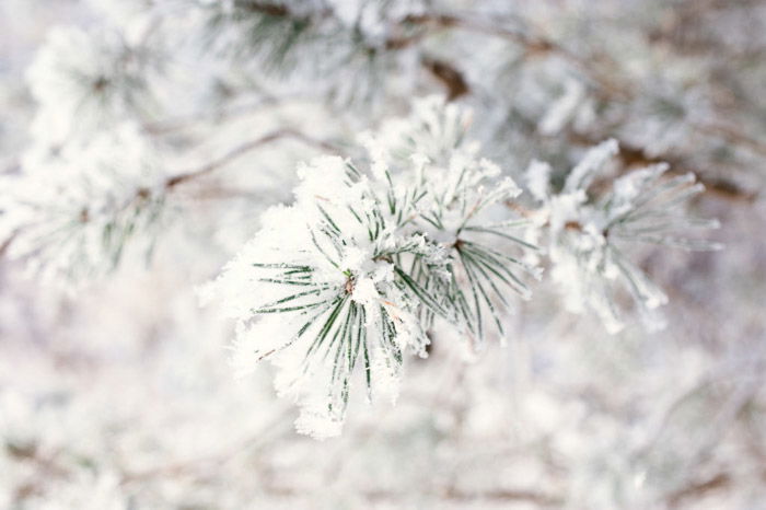 Pine needles dusted with snow at macro zoom in a winter setting - winter landscapes