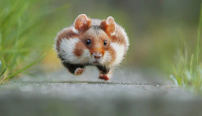 close up of a tiny hamster running towards the photographer's camera