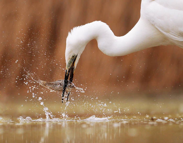 wildlife action photography showing a haron catching a fish