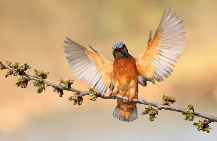 wildlife photography shot of a hummingbird with its wings outstretched