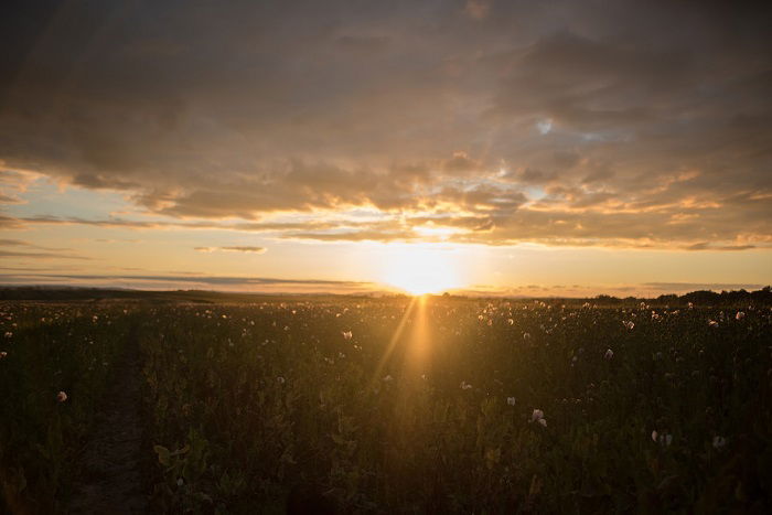 Evening landscape at sunset