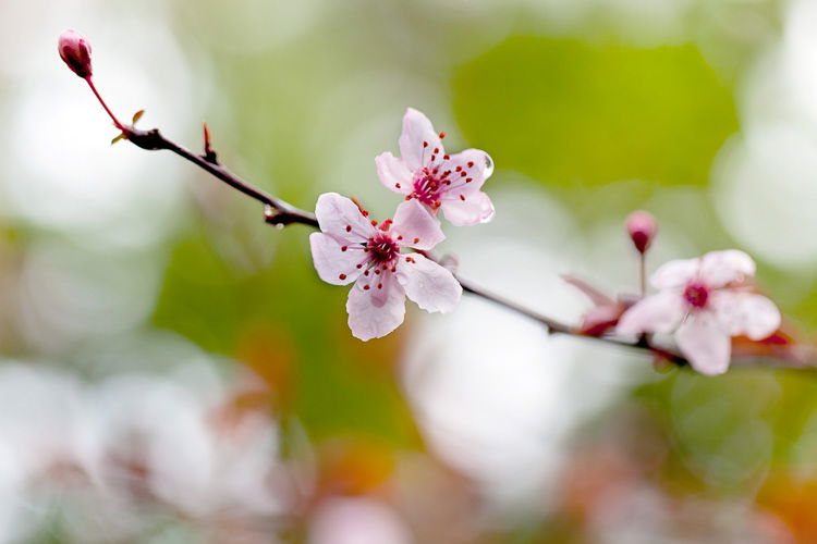 macro flower photography