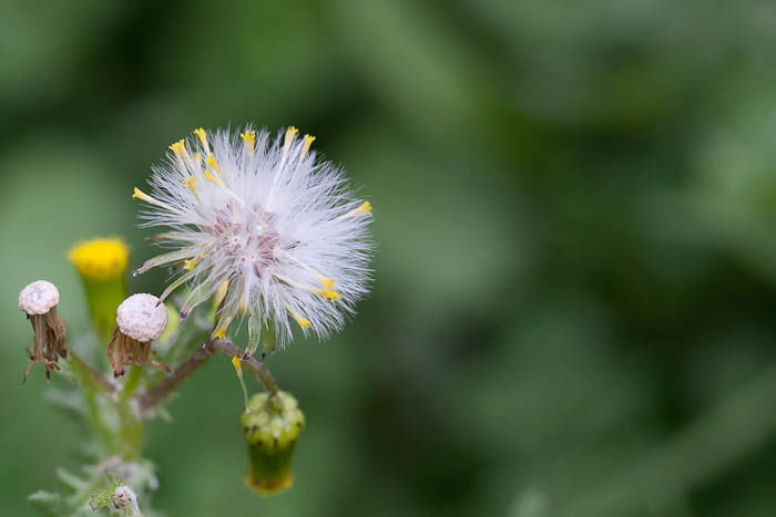 macro flower photography