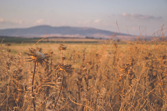 An image of a field in a calm countryside location during the golden hours