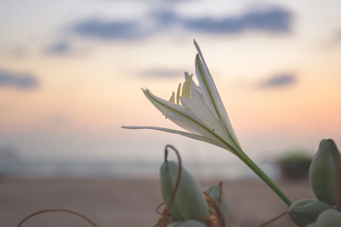 flowers on the beach