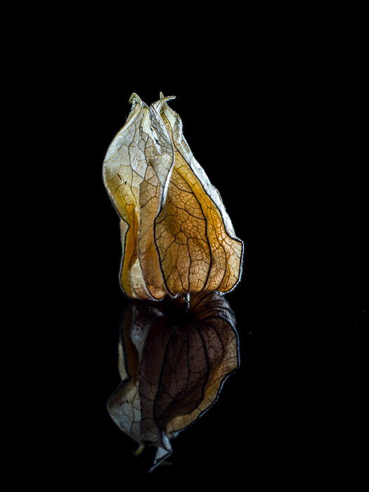 A petal and its reflection