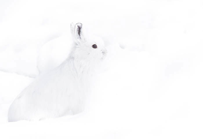 High key photography shot of a white Snowhoe Hare against a bright white snowy background. High and low key photography