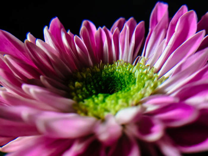 smartphone macro photo of a bright pink chrysanthemum