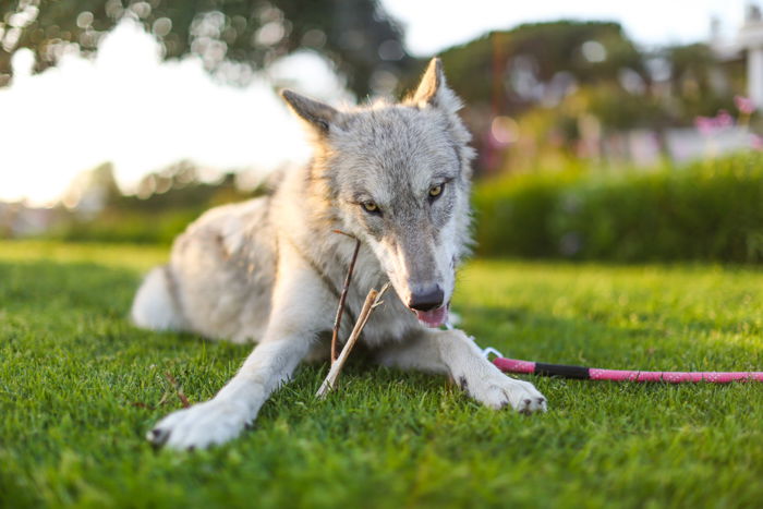 playful pet photography business shot of a grey dog lying on the grass and facing the camera